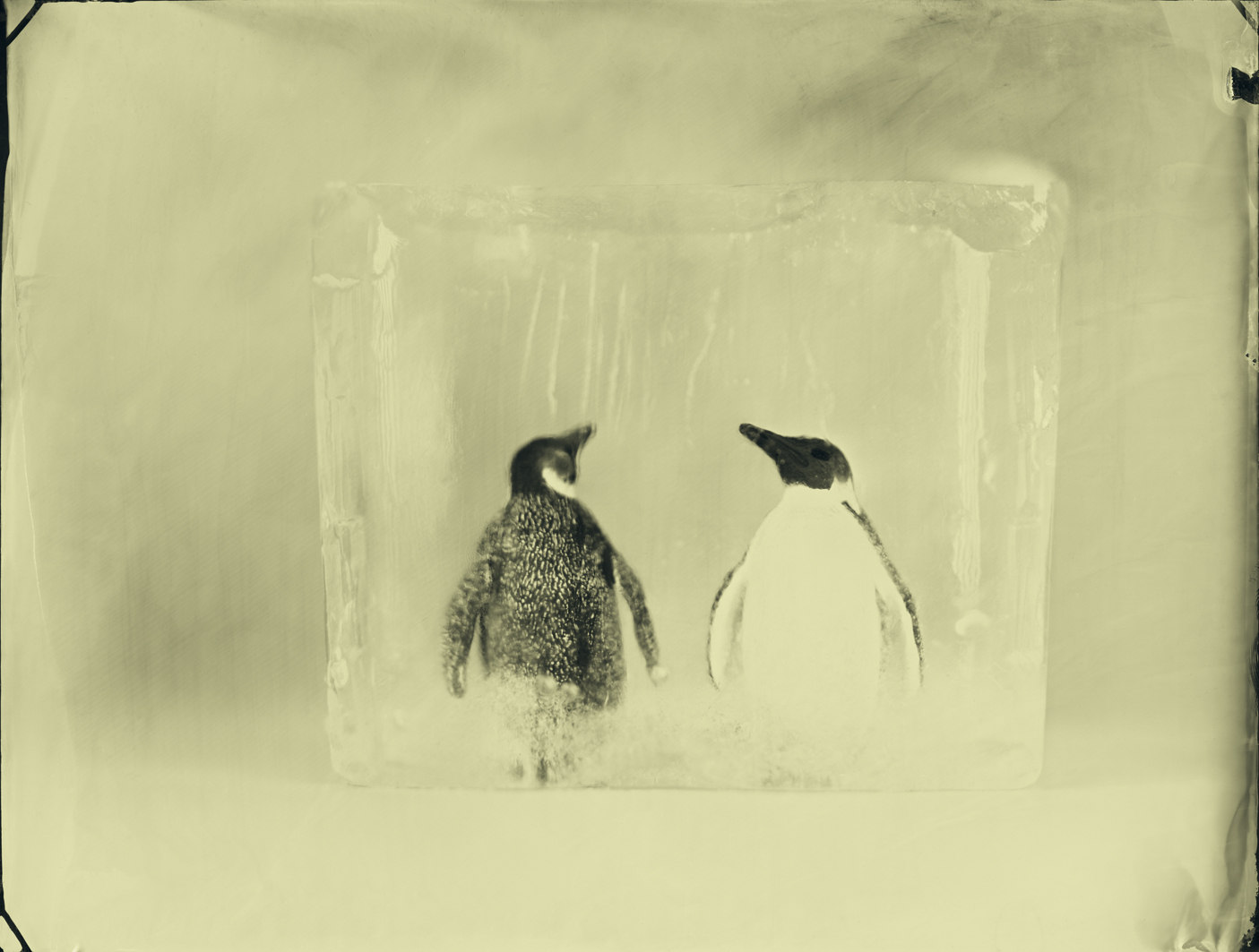 Emperor Penguins